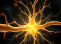 Goldilocks Nerve Conduit Finds the Sweet Spot Between Guidance and Space