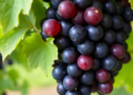 Grape Gene VvCAD15-like Boosts Cold Tolerance by Hardening Cell Walls and Activating Stress Defenses