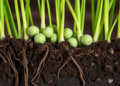 Grass pea faces root rot threat but harbors rich polygenic resistance