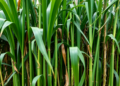 Green Cane Harvesting Emerges as Brazil’s Key Weapon for Soil Carbon