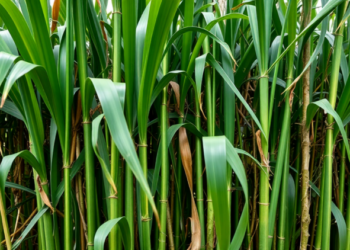 Green Cane Harvesting Emerges as Brazil’s Key Weapon for Soil Carbon