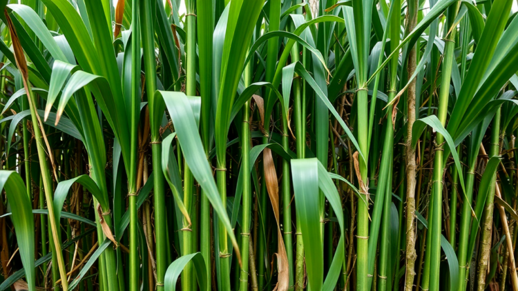 Green Cane Harvesting Emerges as Brazil’s Key Weapon for Soil Carbon