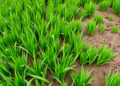 Green Manure Timing Holds Key to Richer Rice Soils and Bigger Yields