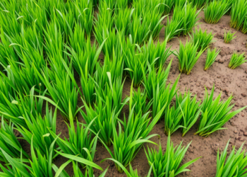 Green Manure Timing Holds Key to Richer Rice Soils and Bigger Yields