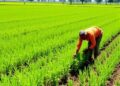 Green Manuring Boosts Sustainable Soil Management in Bangladesh