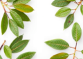 Green Solvents and Microwaves Unlock Antioxidant Treasures Hidden in Eucalyptus Leaves