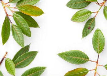 Green Solvents and Microwaves Unlock Antioxidant Treasures Hidden in Eucalyptus Leaves