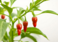 Growth Regulator Breakthrough Unlocks Rapid Propagation of Bangladesh’s Prized Chui Jhal Pepper Vine