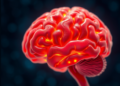 Gut Bacteria May Reveal Brain Aging Decades Before Symptoms Appear