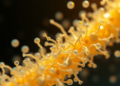 Gut Bacteria Turn Sugarcane Waste into Fuel Gold in Biorefinery Breakthrough