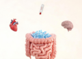 Gut Microbes Emerge as Central Players in Diabetes, Heart and Brain Disease