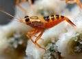 Gut Microbiome Reveals Feeding Habits of Antarctic Fairy Shrimp