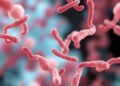 Gut bacteria linked to rectal cancer diagnosis and treatment outcomes