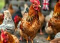 Gut bacteria shifts in free-range hens during disease outbreaks