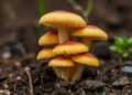 Heatwave Temperatures Reshape Soil Fungi in Surprisingly Species-Specific Ways