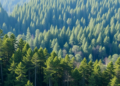 Heavy Thinning Supercharges Forest Growth and Flips the Diversity-Productivity Rule