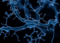 Heavy Water Reveals How E. coli Rewires Its Metabolism Under Isotopic Stress