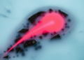 Hidden Cyanobacteria That Harvest Far-Red Light Revealed in Taiwan’s Hot Springs