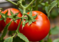 Hidden Genetic Brake Discovered That Controls How Tomatoes Survive Extreme Heat