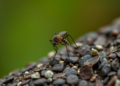 Hidden Genetic Walls: Malaria Mosquitoes on Mount Cameroon Split Into Isolated Populations