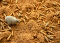 Hidden Microbial Partnerships Hold the Key to Climate-Resilient Farming