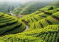 Hidden Microbial World Beneath Himalayan Tea Gardens Revealed by DNA Sequencing