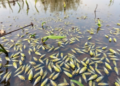 Hidden Mosquito Diversity Surfaces in Mexico’s Celestún Mangrove Reserve