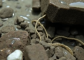 Hidden Nematodes Reveal the Parasite Secrets of an Argentine Mountain River