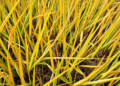 Hidden RNA Circles Help Rice Survive Heat and Drought Together