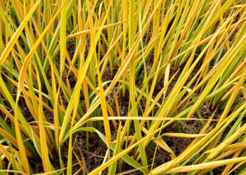Hidden RNA Circles Help Rice Survive Heat and Drought Together