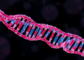 Hidden RNA Switches That Sculpt the Human Fetal Gut Revealed in New Timeline of Autophagy