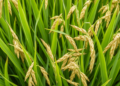 Hidden Resistance Genes in Northeast Indian Rice Could Transform Blast Disease Fight