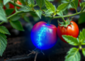 Hidden Tomato Gene Holds the Key to Plant Regeneration and Rooting