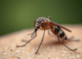 Hidden Viral Worlds and Antibiotic Resistance Genes Found in Colombian Mosquitoes and Sand Flies