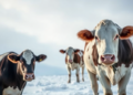 High-Altitude Holsteins Reveal a Hidden RNA Code Behind Hypoxia Tolerance