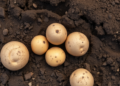 High-testing soils still starve potatoes of phosphorus, three-year study reveals