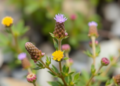 Himalayan Thyme Reveals Pollen Trade-Off That May Threaten Its Mountaintop Future