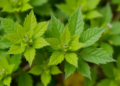 Himalayan Weed Leaves Turn Out to Be a Tiny Factory for Antibacterial Nanoparticles
