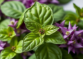 Holy Basil Helps Scientists Build a Nanomaterial That Senses Antibiotics and Kills Bacteria