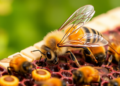 Honeybee Imports May Be Reshaping Local Bee Genetics, Modelling Study Warns