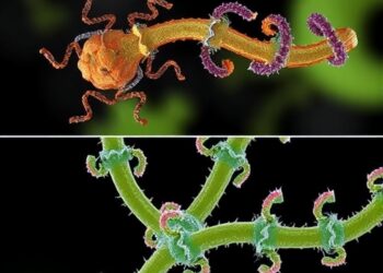 Host-range evolution revealed in Beauveria bassiana and Beauveria brongniartii genomes