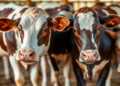 How Brazil’s Heat-Proof Hybrid Dairy Cows Spend Their Energy Across a Full Lactation