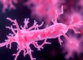 How Klebsiella pneumoniae evolves cefiderocol resistance in the body