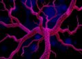 How Pericytes Drive the Deadly Spread of Cancer