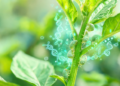 How Plants Fight Back: The Molecular Arms Race Against Aphids