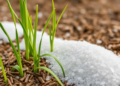 How Silicon Helps a Hardy Millet Beat Salt Stress at the Gene Level