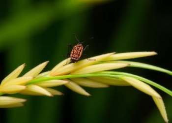 How a Sneaky Bacterium Hijacks the Sex Lives of Rice’s Worst Pests