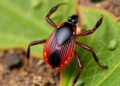 How a disease-spreading tick reproduces without males