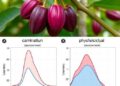 How two cacao genotypes respond to cadmium at molecular and physiological levels