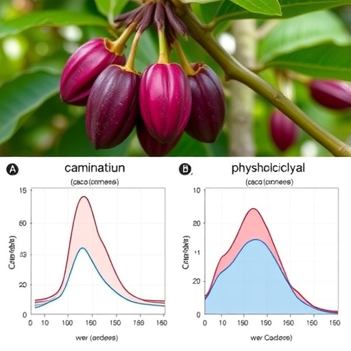 How two cacao genotypes respond to cadmium at molecular and physiological levels